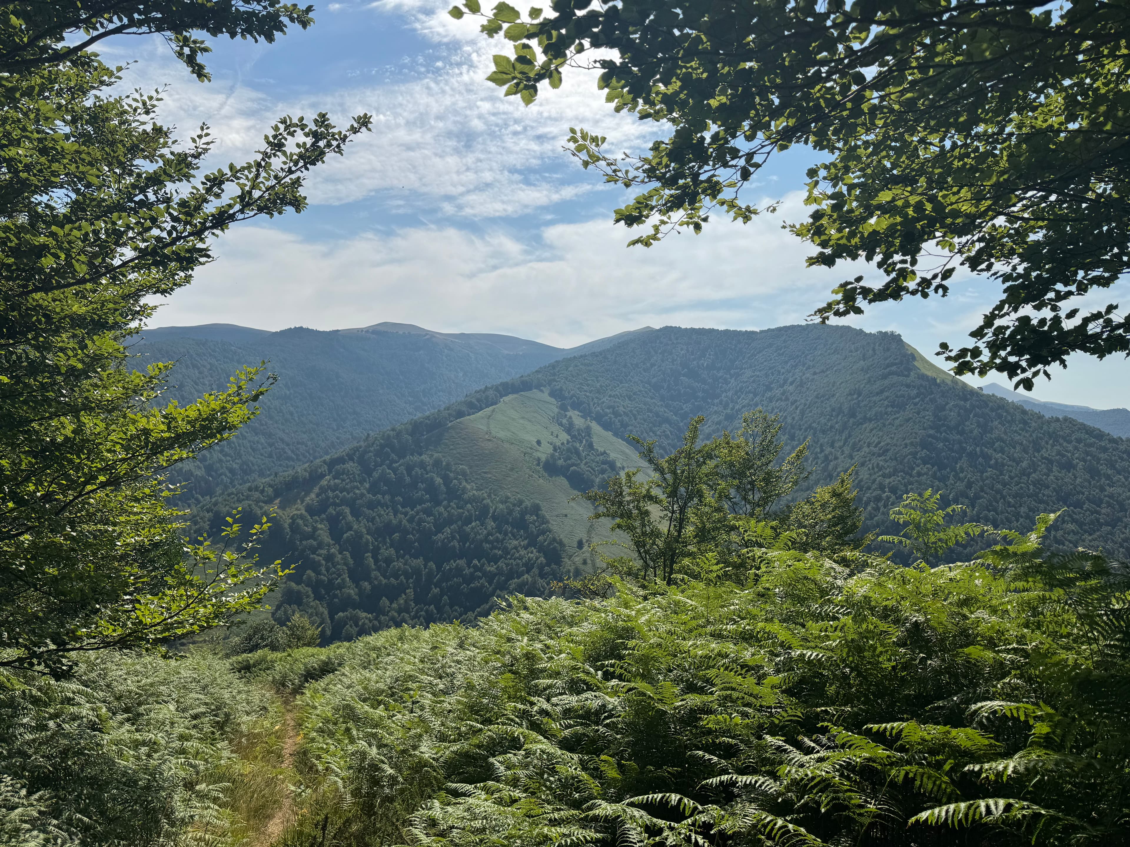 Adieu forêt
