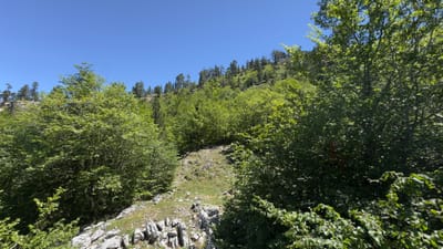 jour5.5 - PR NA-203 -- Proche sommet 1542