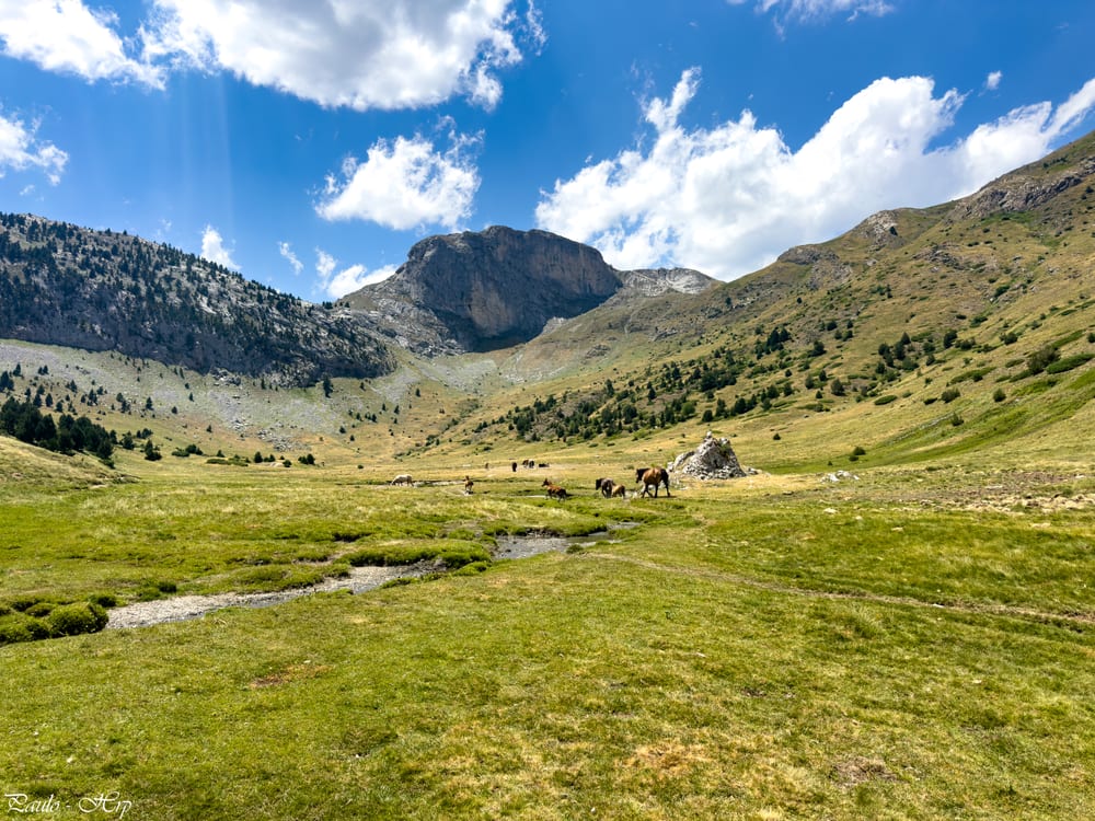 C'est beau à en pleurer. Les chevaux galopent, crinières au vent.
